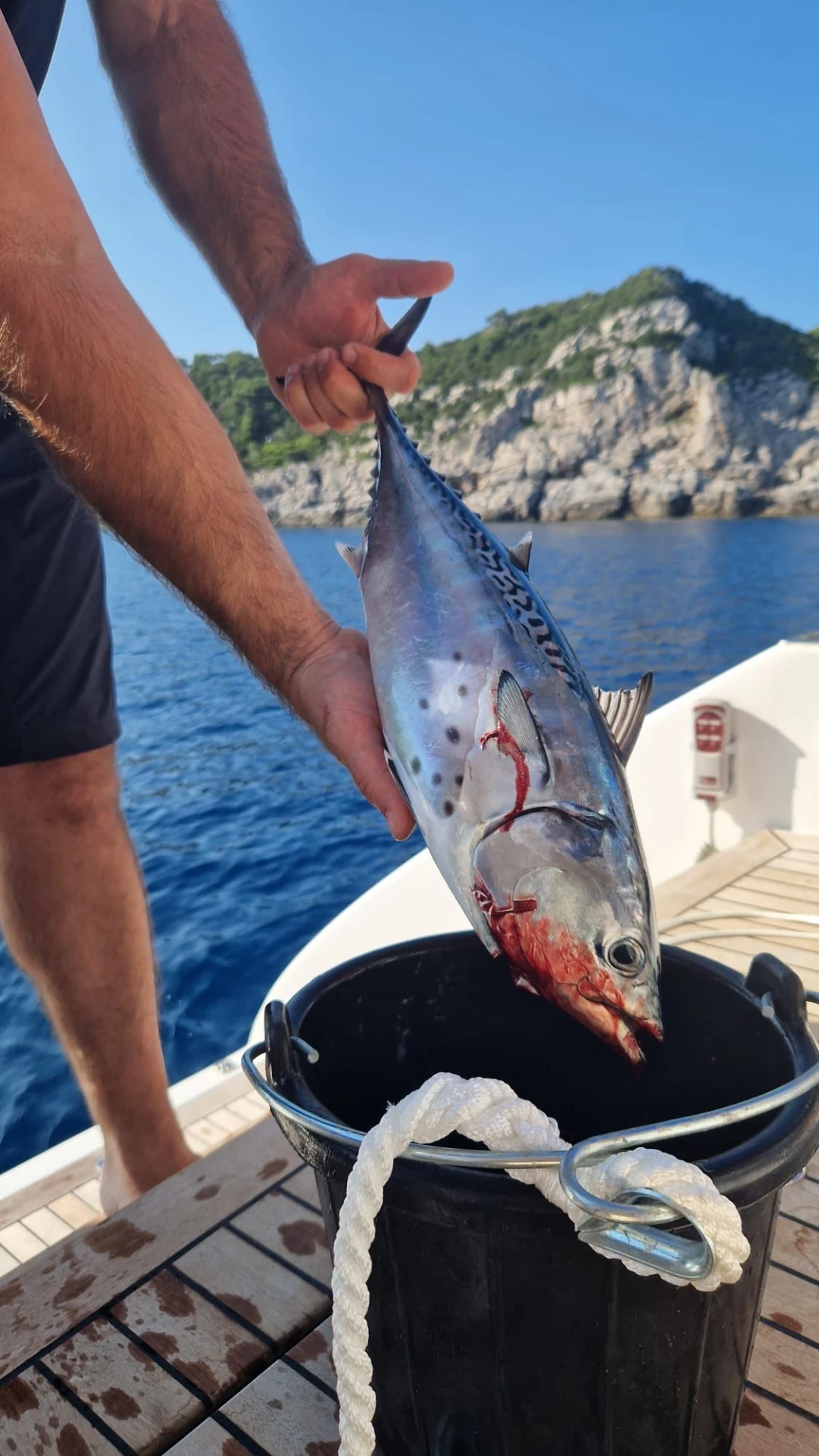 Sunreef 50 SWEET DREAMS – fresh catch